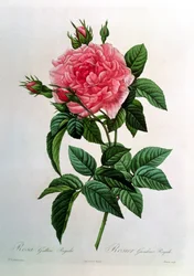 Rosa Gallica Regallis, from 